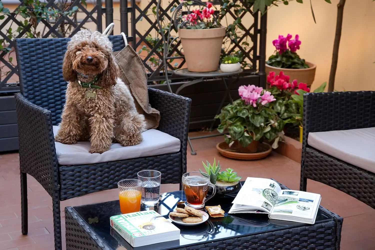 Il cane di casa sul divanetto del patio